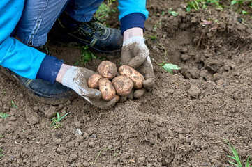 Digging potatoes. Cutting potatoes off the ground