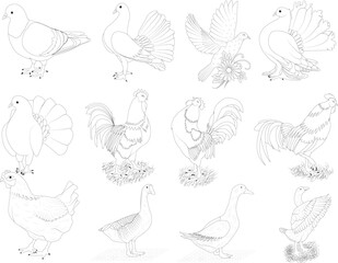 Fototapeta premium set of birds line art design