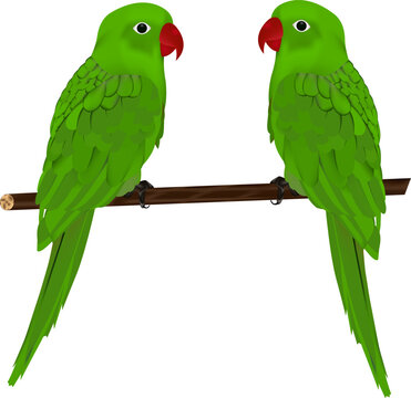 two parrots  vector design on white background