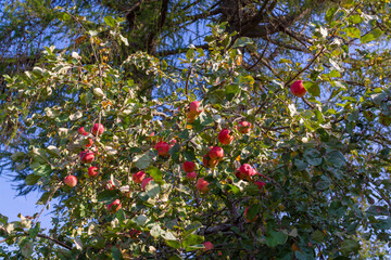 Delicious ripe varietal apples are ripe on the garden plot. Fruit.