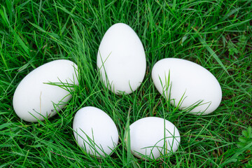 Goose and chicken eggs. Private poultry farming.