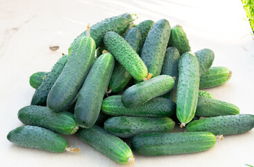 Fresh delicious green cucumbers have grown in the garden. Vegetables 