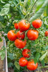  Large varietal tomatoes ripen on a branch in a greenhouse. Vegetables. Growing vegetables.