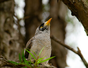 Australian Noisy Miner (bird)