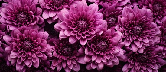 The chrysanthemums have a varied and dark purple background