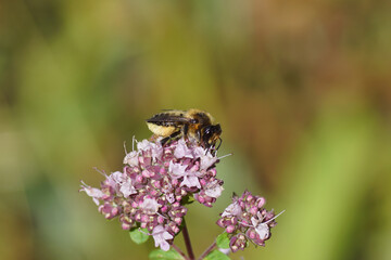 Megachile willughbiella, Willughby's leaf-cutter bee, family Megachilidae. On flowers of Origanum, family Lamiaceae. Dutch garden, July	