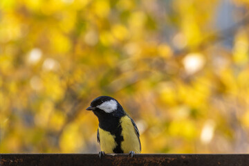 titmouse portrait on a tree branch close up.
