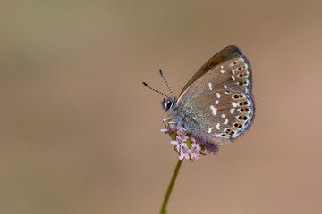 tiny butterfly on purple flower, Neolycaena soezen, Soezen`s Pseudocopper