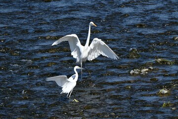 A flock of white egrets fly in the river. The bird background material.
