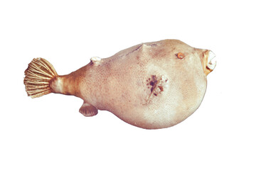 Puffer fish - poissonballon, isolated on a white background