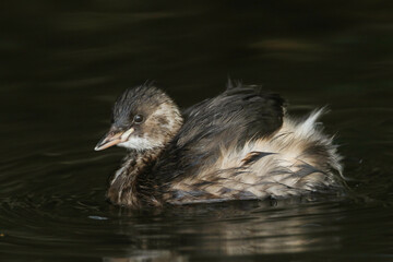 A Little Grebe, Tachybaptus ruficollis, swimming on a river hunting for food.