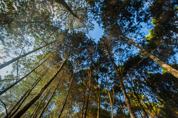 The beauty of the pine forest in the morning at sunrise in the Pangalengan area, Bandung Regency, West Java, Indonesia.