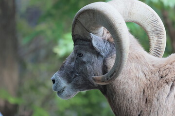 オオツノヒツジ