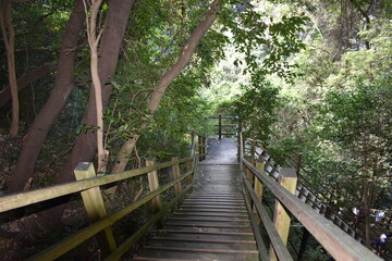 Fototapeta premium 登山道の階段