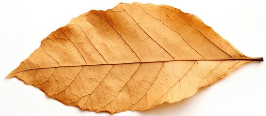 Obraz premium Natural texture of a dry leaf s tip