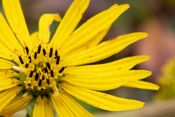 Beautiful bright yellow flower with multiple long petals.