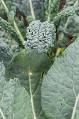Close up of a leafy green plant with its textured buds.