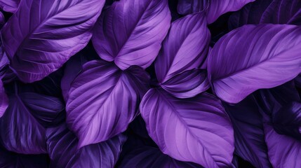 purple leaf background, nature background