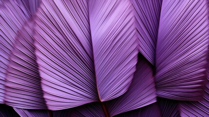 The concept of betel leaves with purple leaves, abstract, tropical leaves, natural background