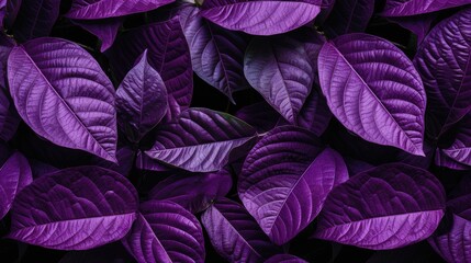 The concept of leaves with purple leaves, abstract, tropical leaves, natural background