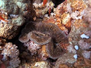 Red sea colorful giant clam shells