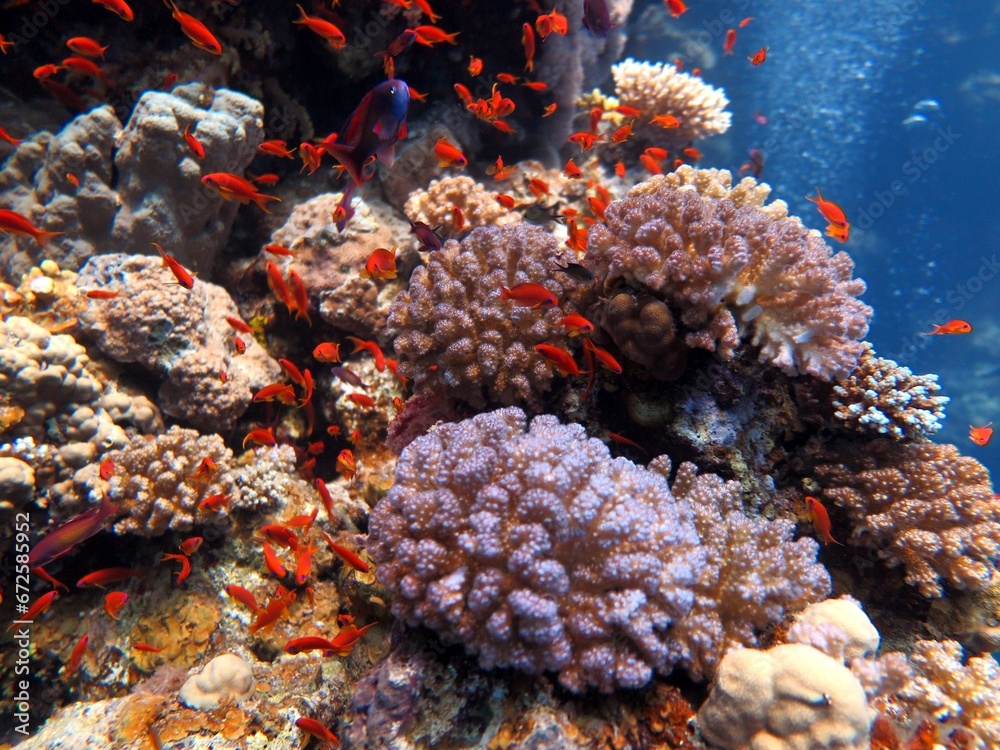 Wall mural red sea fish and coral reef