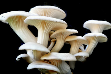 Mushrooms growing in darkness background.