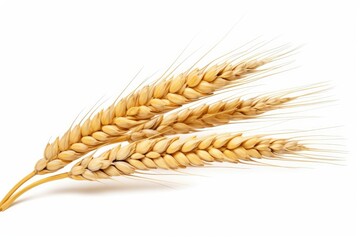 an ear of wheat isolated on white background