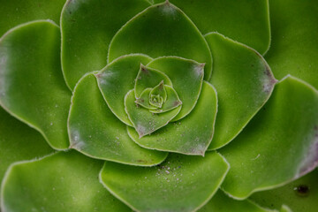 Close up of a green succulent plant with leaves making up concentric circles.