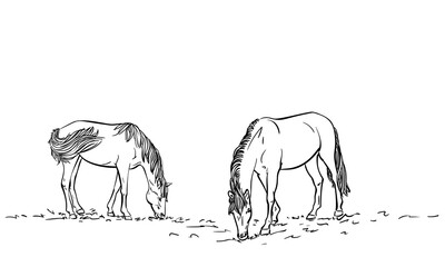 Two horses eating grass, Freehand sketch, Hand drawn illustration of domesticated grazing animals