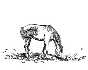 Horse eating grass, Freehand sketch, Hand drawn illustration of grazing animal full-length side view standing on feet head down