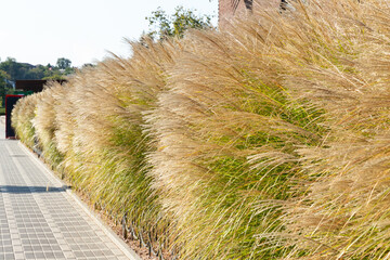 Decorative grasses and cereals in landscape design. Garden landscape with perennials and ornamental grasses in city square or along the sidewalk in summer and autumn.