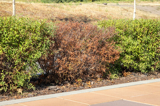 Dry dead spirea bush in a hedge. Dried red leaves.