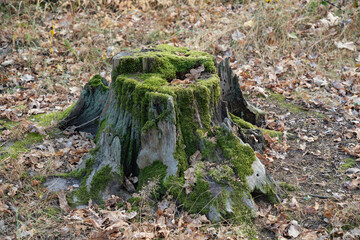 Old tree stump covered with moss in the deciduous forest.
