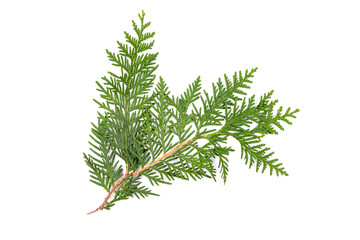 Green thuja branch isolated on white background. Item for packaging, design, mockup.