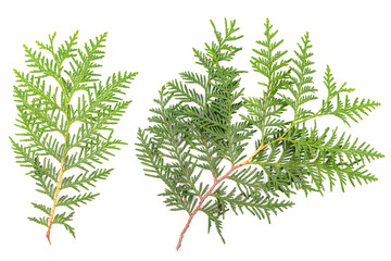 Green thuja branches isolated on white background. Item for packaging, design, mockup.