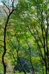 森の中の風景。六甲山の登山道で森林浴を楽しむ。