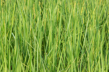 Fototapeta na wymiar Rice seedlings in the rice field, ready for harvest.