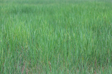 Green grass field in the countryside of Thailand. Background and texture.