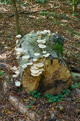 porcelain fungus resp. Mucidula mucida on tree trunk,Rhineland,Germany