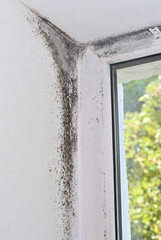 Mold in the corner of the windows.