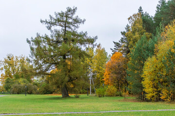 Naklejka premium Shot of the colorful autumn trees. Outdoors