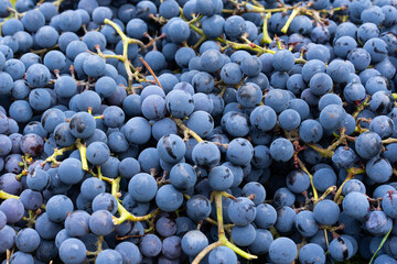 Blue grapes. Wine grapes background. Freshly harvested black grapes