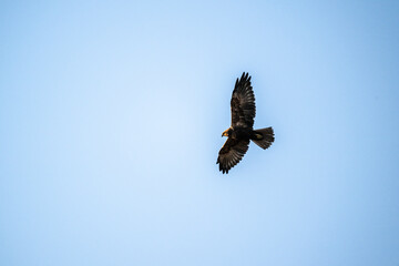 Brown marsh harrier in natural conditions hunts fish on a sunny autumn day on the river