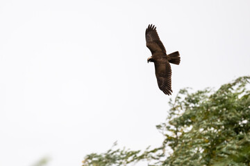 Brown marsh harrier in natural conditions hunts fish on a sunny autumn day on the river