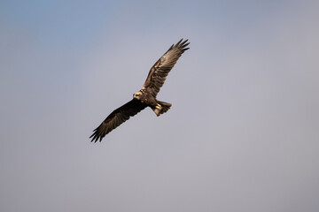Obraz premium Brown marsh harrier in natural conditions hunts fish on a sunny autumn day on the river