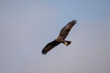 Brown marsh harrier in natural conditions hunts fish on a sunny autumn day on the river