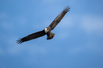 Brown marsh harrier in natural conditions hunts fish on a sunny autumn day on the river