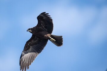 Brown marsh harrier in natural conditions hunts fish on a sunny autumn day on the river