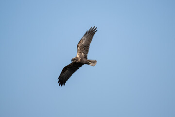 Brown marsh harrier in natural conditions hunts fish on a sunny autumn day on the river